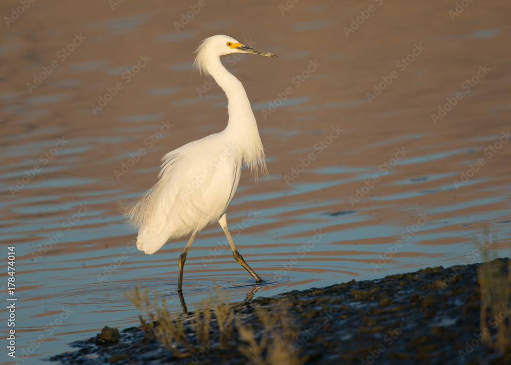 Great egret in the wild in North California Great egret in the wild in North California