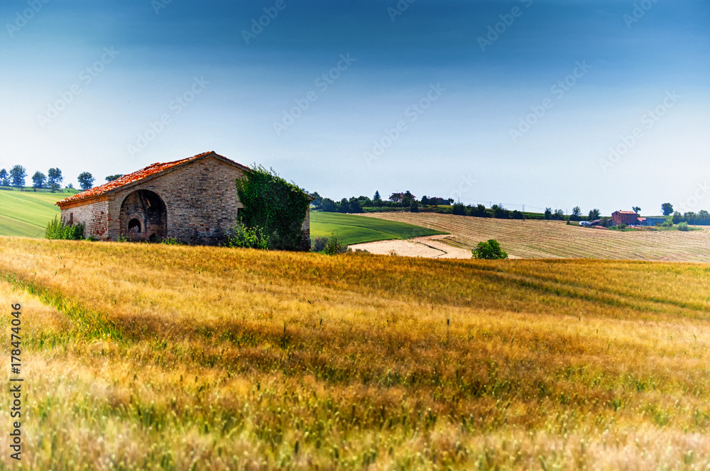 Campo di grano biondo con casolare Campo di grano biondo con casolare