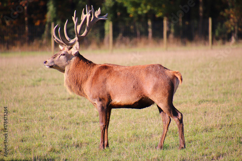 Magnificent Red deer stag © Margaret