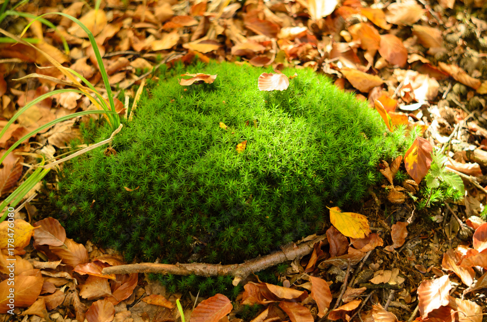 Moss in the forest