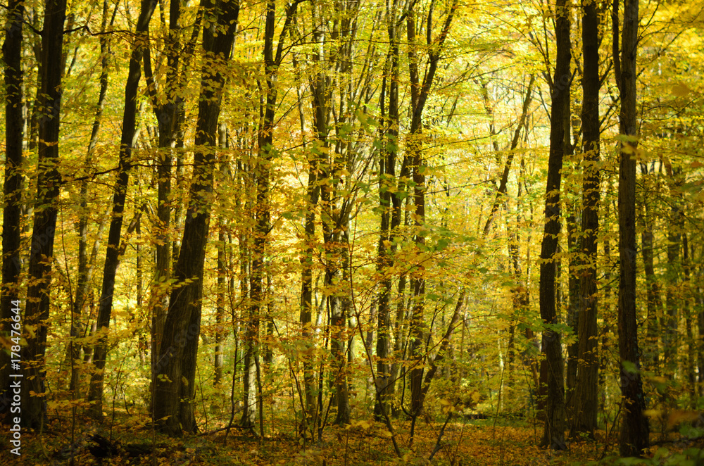 Gold autumn trees in the forest Gold autumn trees in the forest