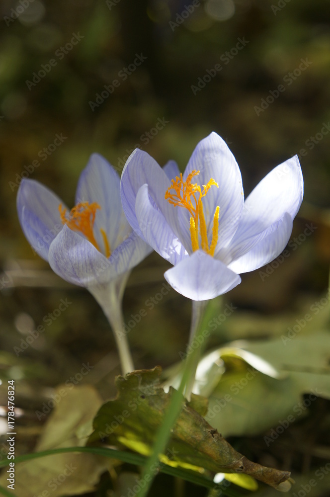 Fototapeta premium Crimea