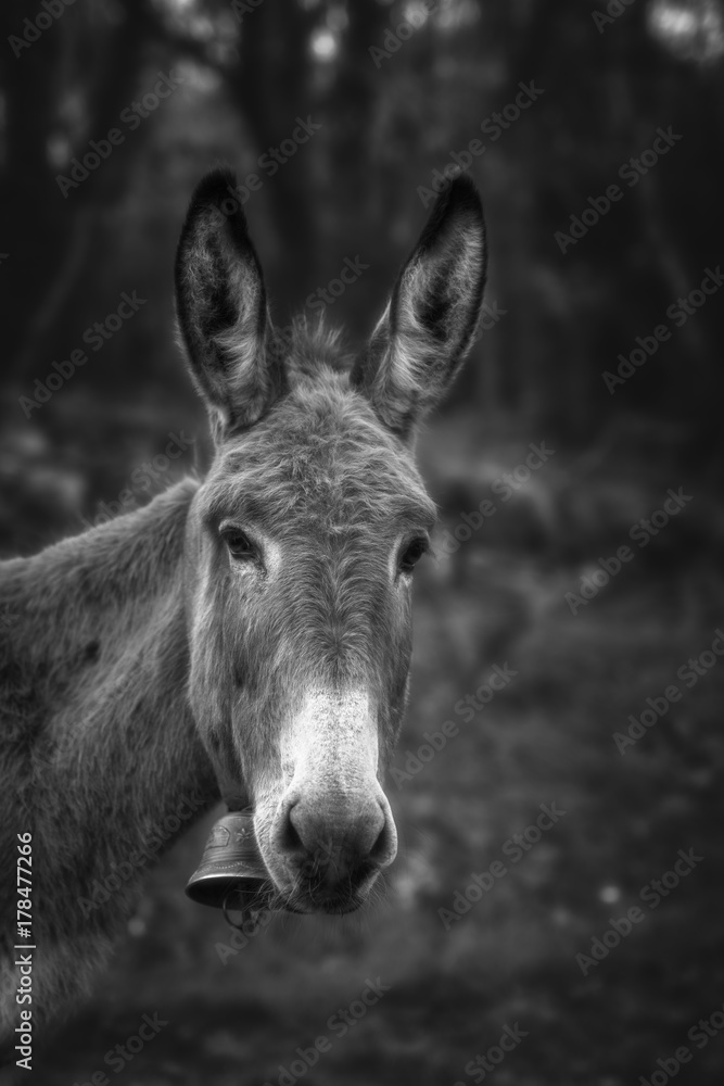 Âne noir et blanc
