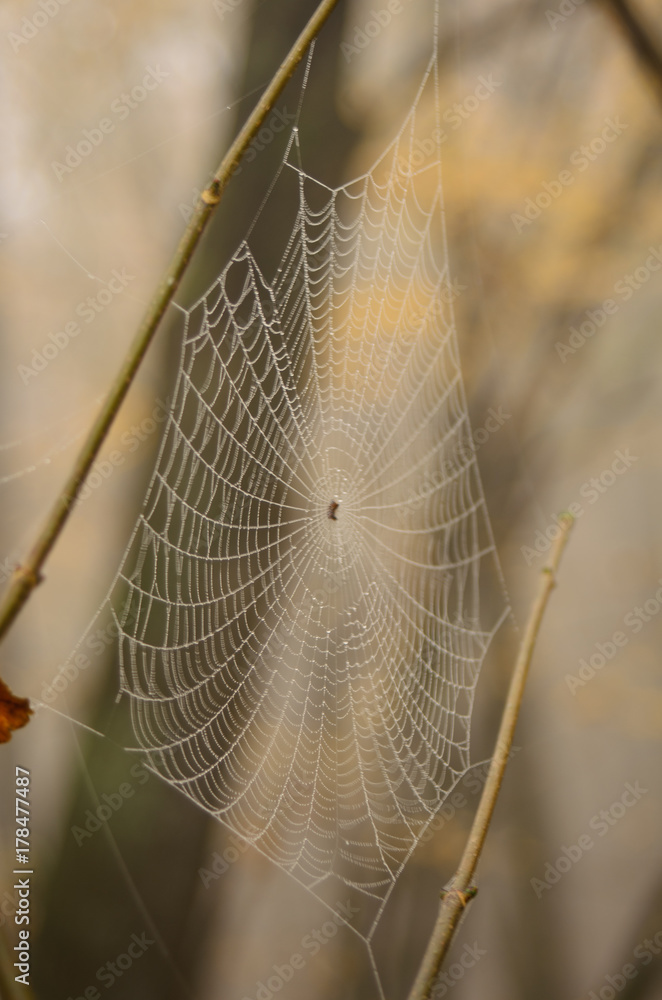 Spider net in the forest.