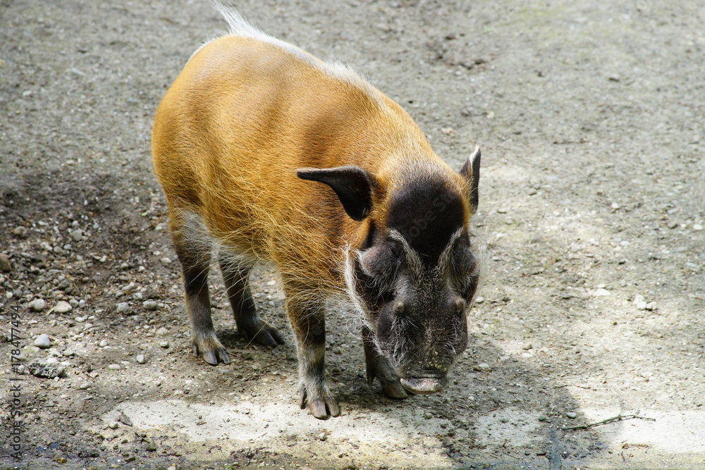 Schwein