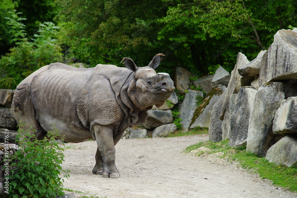 Fototapeta premium Nashorn