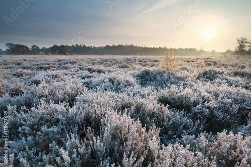 sunrise over heathland during frosty morning