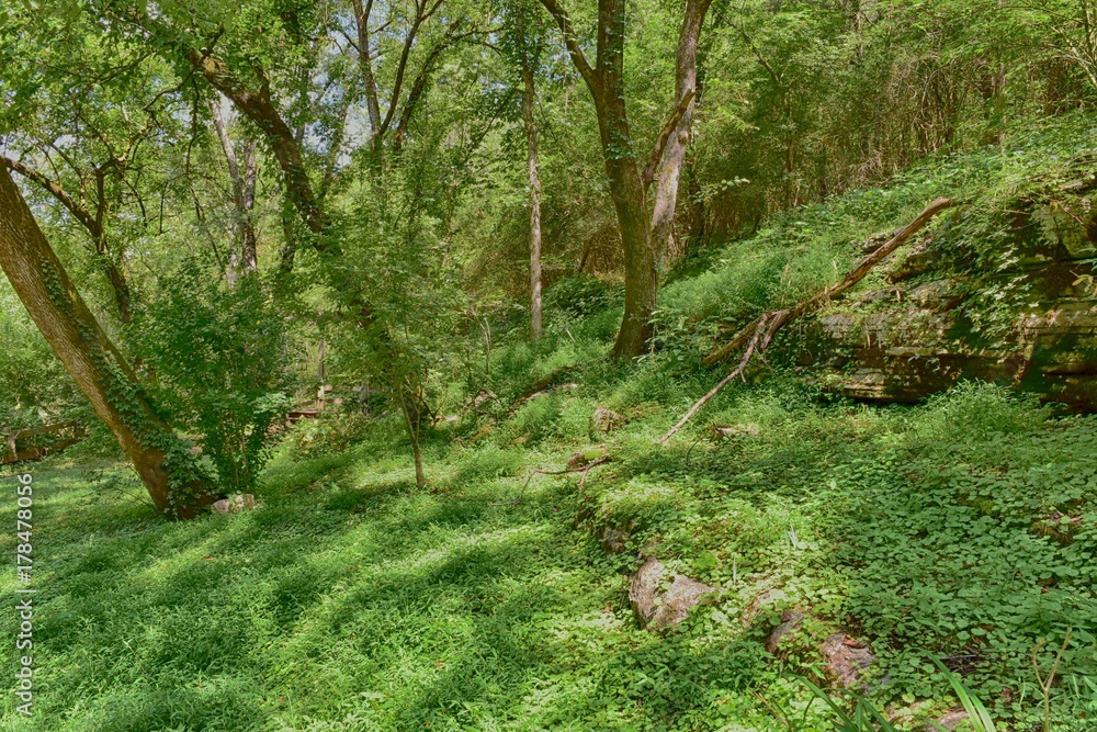 under the canopy in a green forest under the canopy in a green forest