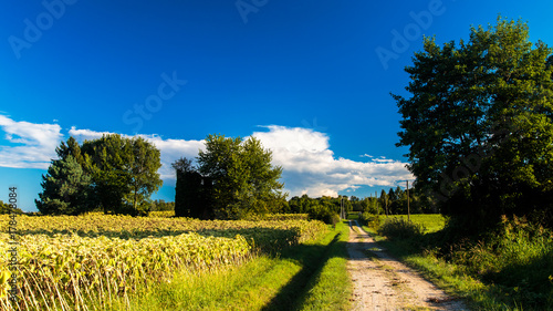 Summer day in the italian countryside