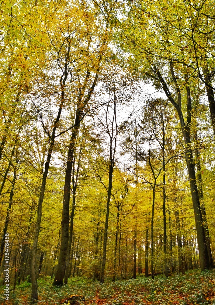 Fototapeta premium Landscape with Autumn colored beech trees in a Forrest