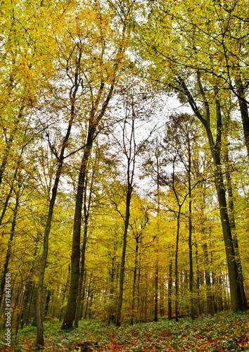 Landscape with Autumn colored beech trees in a Forrest