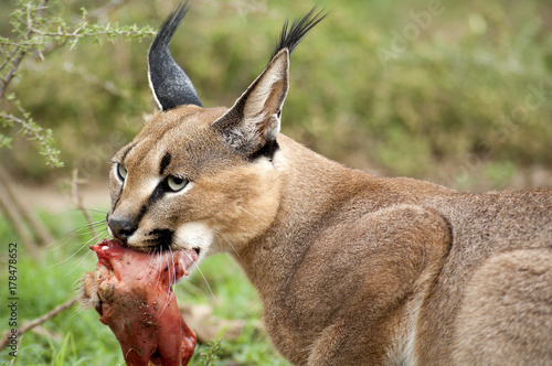 Caucasian Lynx Feeding on Raw Meat