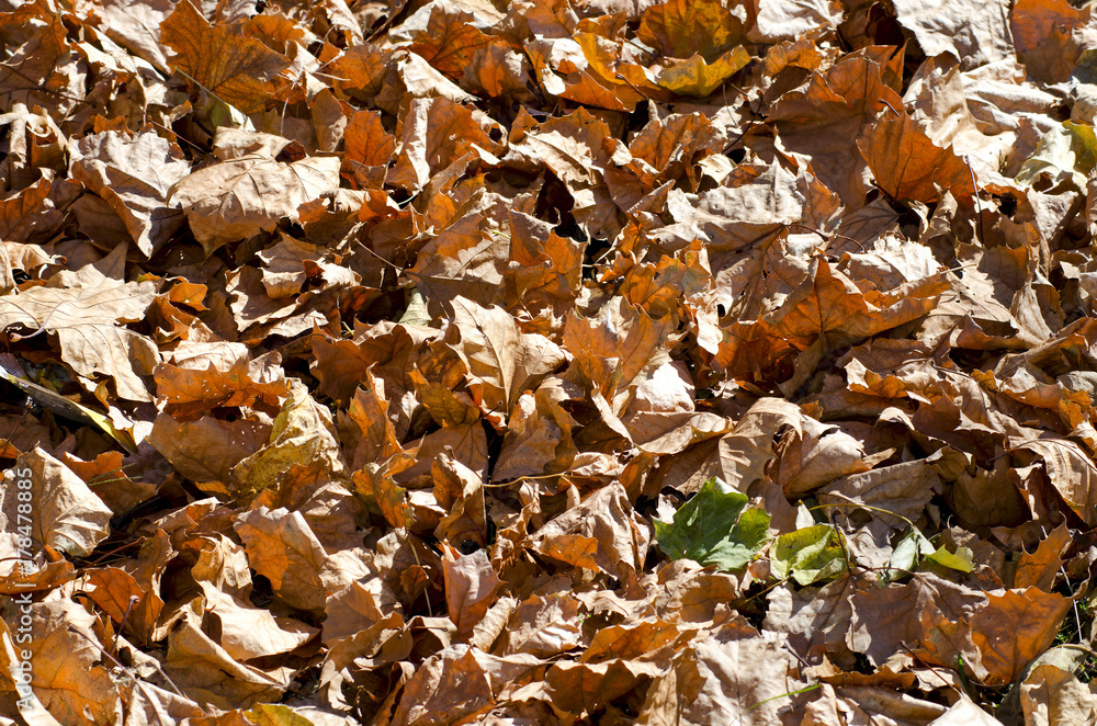 Dried Leaves Under Bright Sunlight for Backgrounds Dried Leaves Under Bright Sunlight for Backgrounds