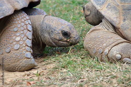 Giant Tortoises © Dante