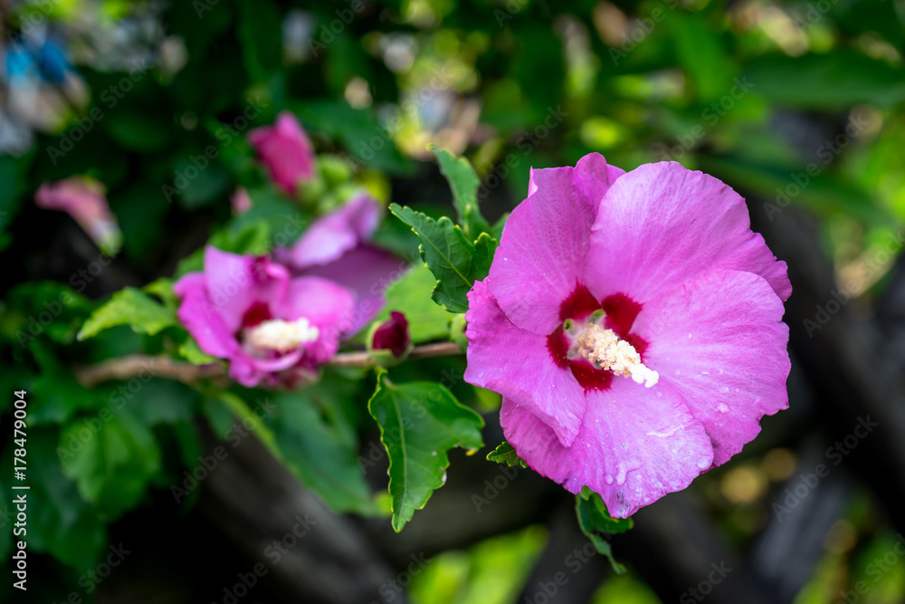 Fototapeta premium Hibiscus Blume