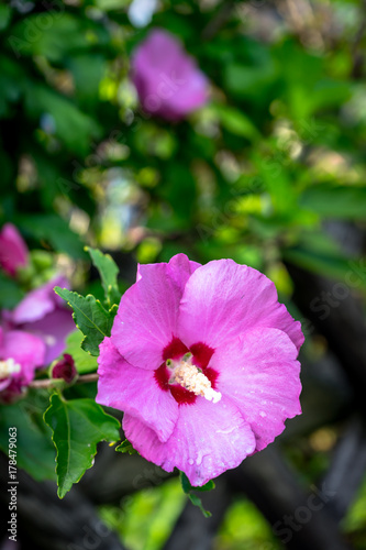  Hibiscus Blume im Garten