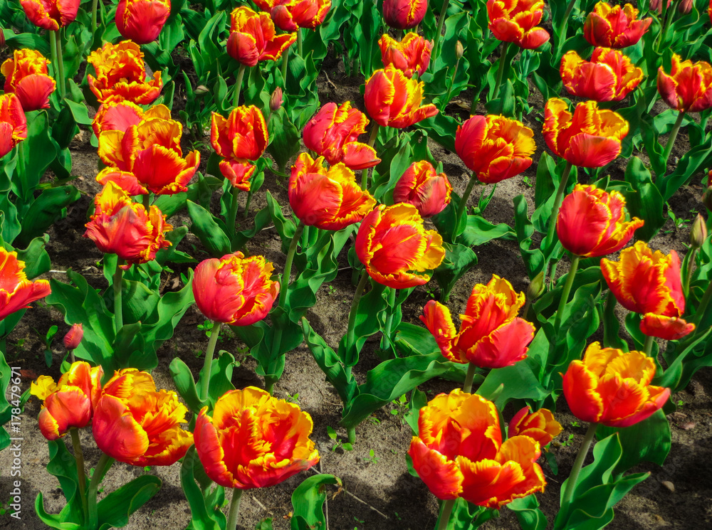 Multicolored tulips in the city park in Latvia. Multicolored tulips in the city park in Latvia.