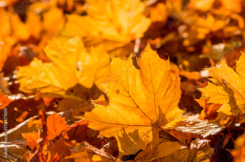 Colorful autumn maple leaves