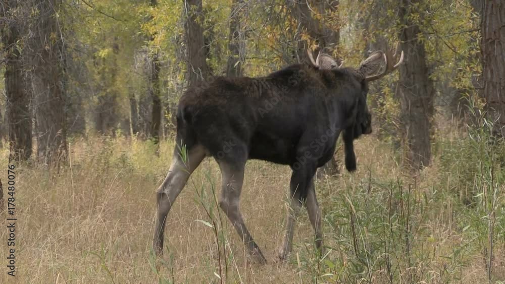 Bull Shiras Moose Rutting Bull Shiras Moose Rutting