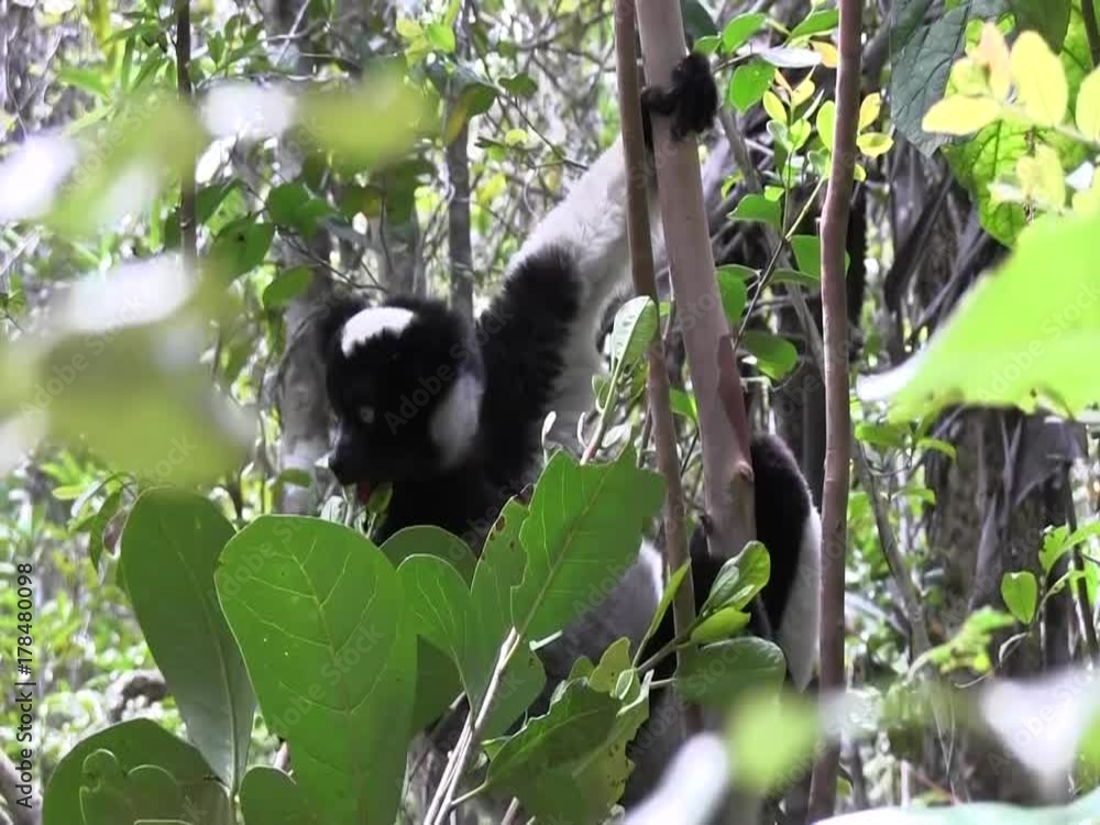 A Strepsirrhini Lemur ape in a tree moving and eating a leave in a rain forest in Madagaskar. A Strepsirrhini Lemur ape in a tree moving and eating a leave in a rain forest in Madagaskar.