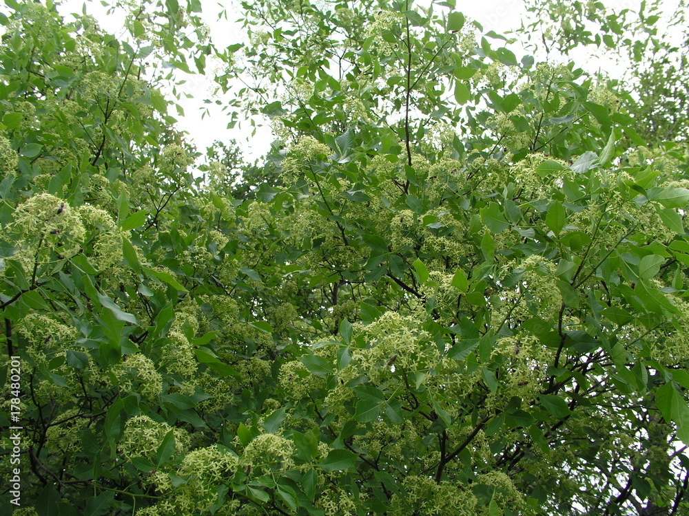 Ptelea trifoliata, ordinary hoppy, smelly ash or waffle ash ligh Ptelea trifoliata, ordinary hoppy, smelly ash or waffle ash ligh