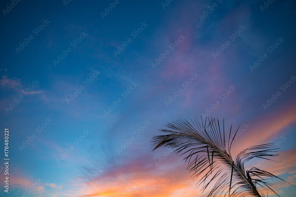Sunset sky and silhouette of palm branch