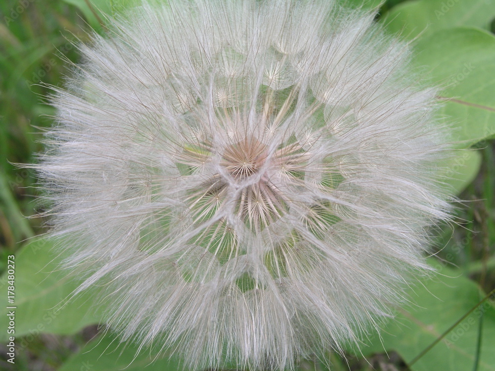 Fototapeta premium Tragopogon, goatsbeard or salsify is like a huge dandelion flowe