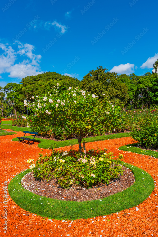 Garden of roses in Palermo district, Buenos Aires, Argentina