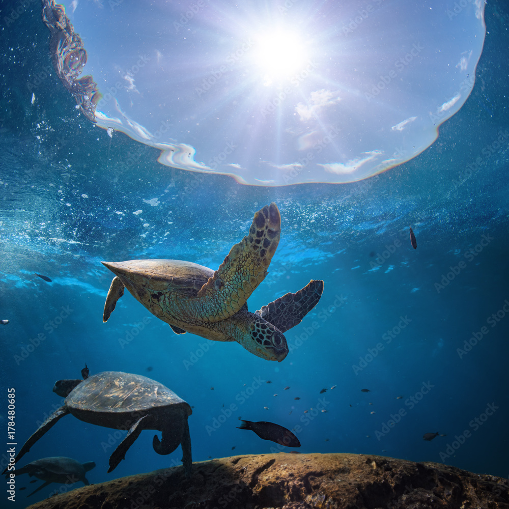 Underwater scenery with sea turtle in blue water of Pacific ocean, aquatic  animals floating over coral reef Stock Photo | Adobe Stock