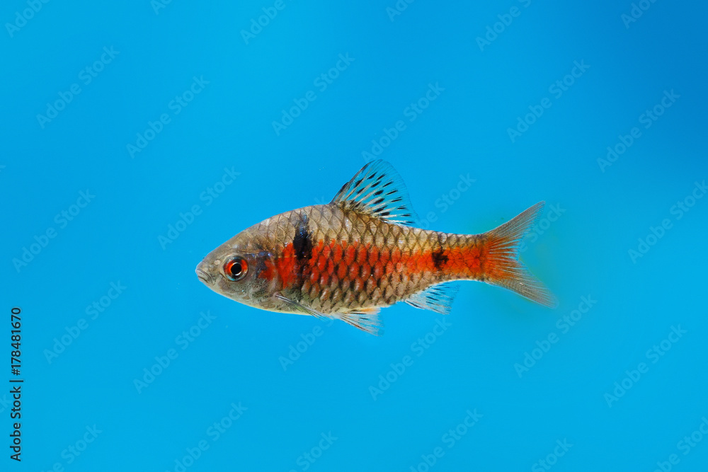 Fototapeta premium Beautiful aquarium fish