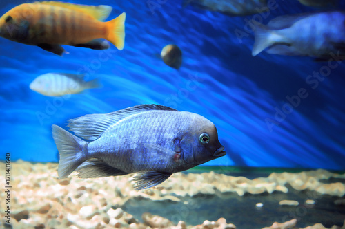 Beautiful aquarium fish