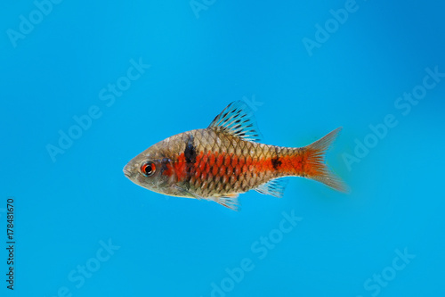 Beautiful aquarium fish