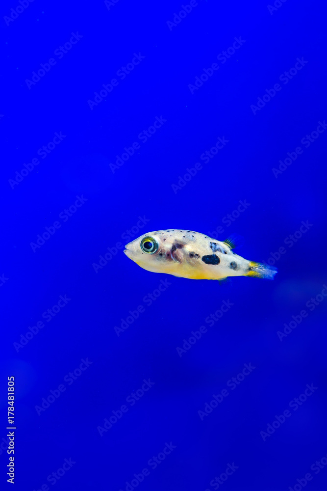 Beautiful aquarium fish Beautiful aquarium fish