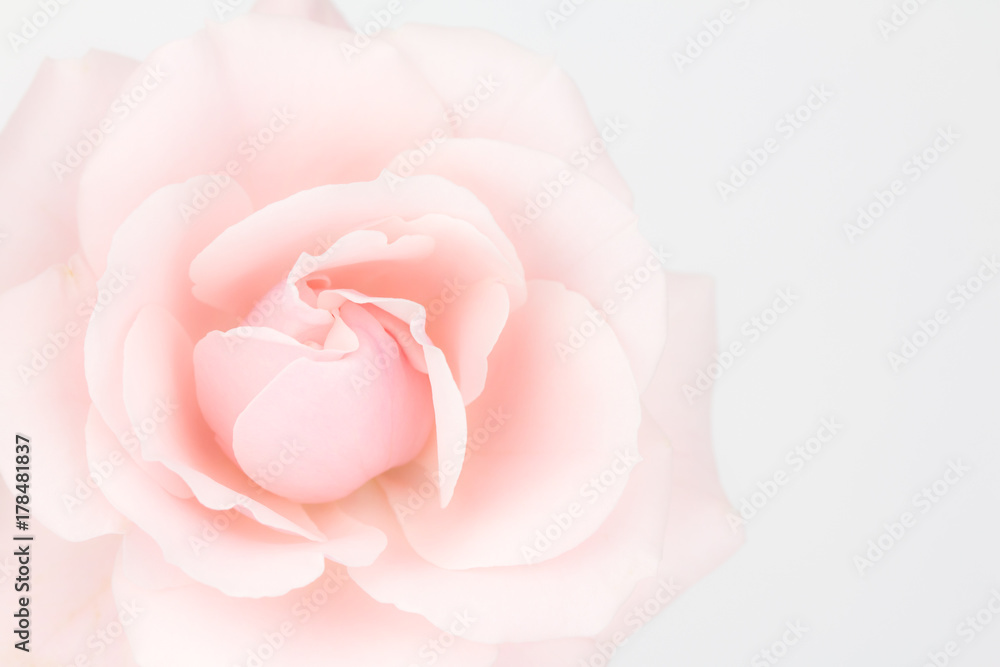 Close up of muted pink rose with copy space Close up of muted pink rose with copy space