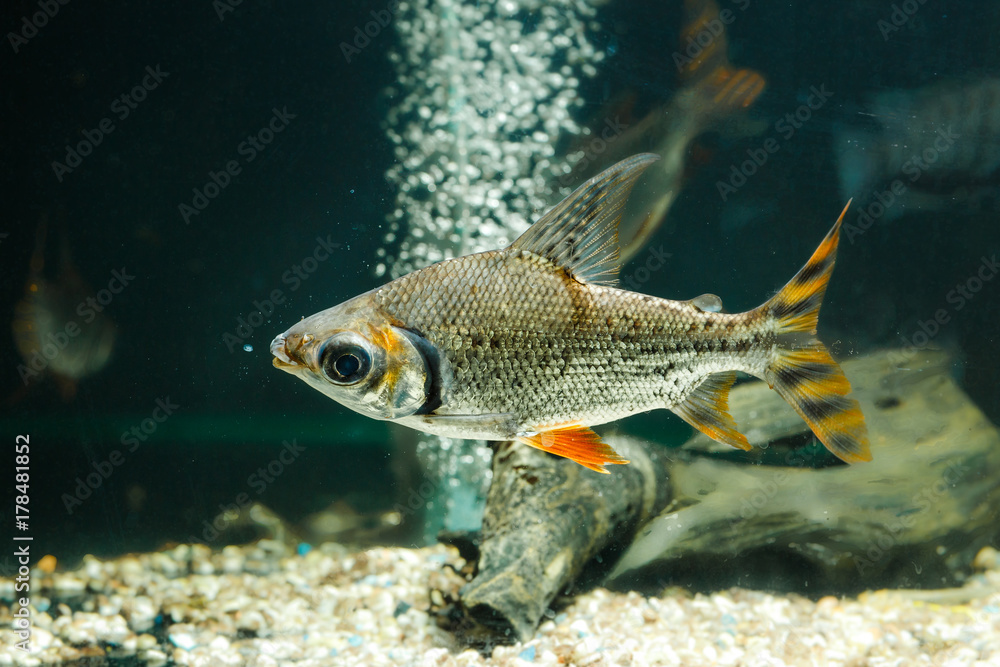 Fototapeta premium Beautiful aquarium fish
