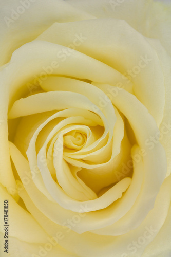 Center close up of yellow hybrid tea rose