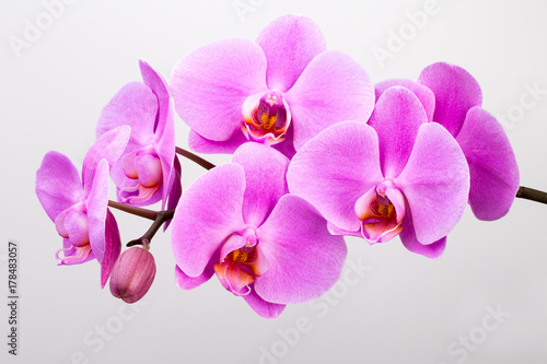 Pink orchid isolated on white background. Closeup.