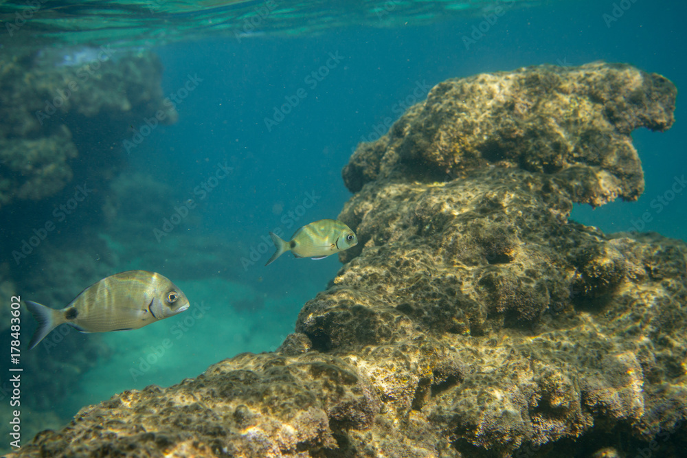 Underwater photo in the mediterenian Underwater photo in the mediterenian