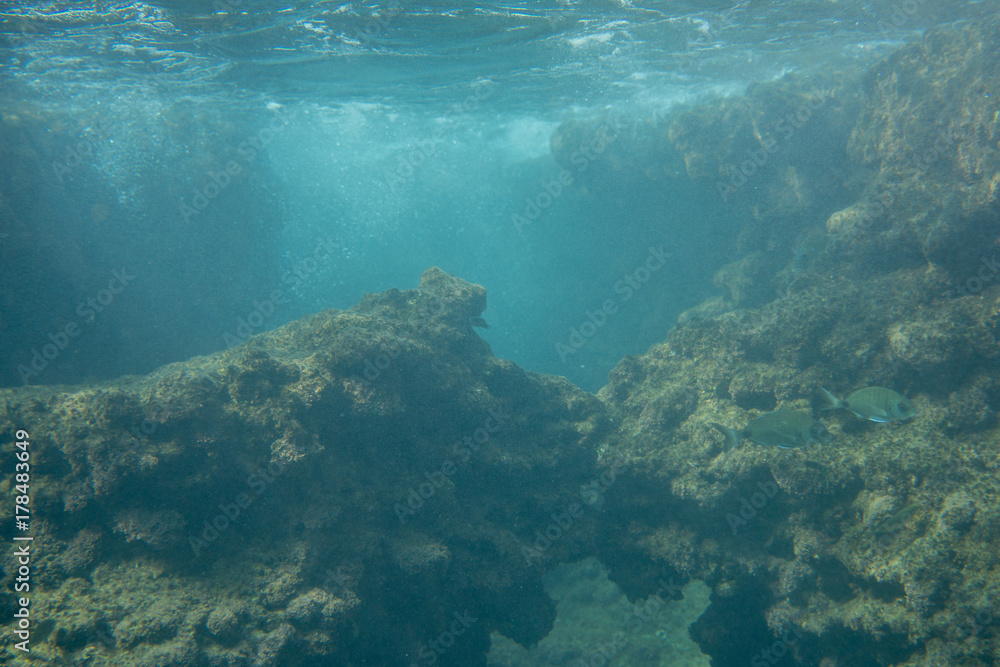 Underwater photo in the mediterenian