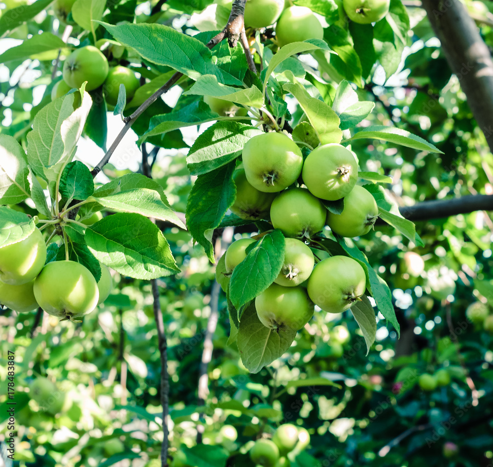 Maturing Apple tree with green apples Maturing Apple tree with green apples