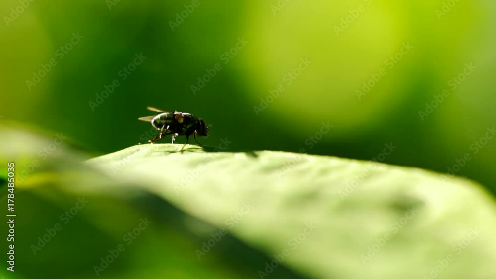 Fly (Musca Domestica) Movements Macro In Slow Motion Fly (Musca Domestica) Movements Macro In Slow Motion