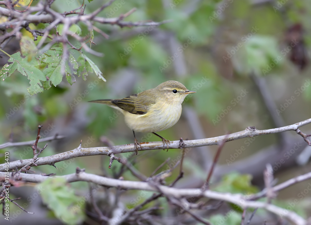 The common chiffchaff (Phylloscopus collybita) in winter plumage sits on the branch. The common chiffchaff (Phylloscopus collybita) in winter plumage sits on the branch.