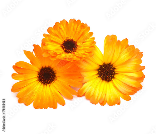 Flowers of calendula officinalis bouquet with leaves isolated on white background. Marigolds  medicinal plants. Golden petals