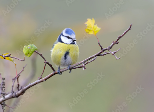 The blue tit sits on a branch between the green and yellow leaves on a blurred  background
