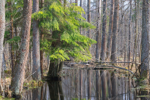 Dekoracja na wymiar slow-flowing-forest-river-in-sun