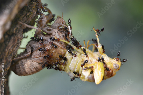 Profile macro of cicada (Lyristes plebeja) emerging from its exuvia attacked by ants photo