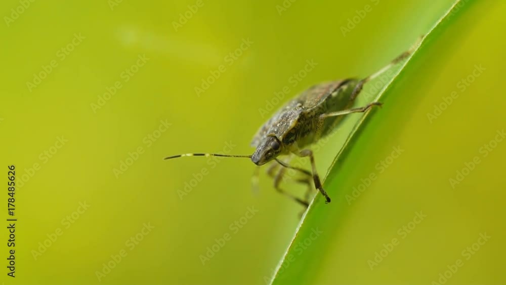 Shield Bug Insect Walking On Leaf In Slow Motion Shield Bug Insect Walking On Leaf In Slow Motion