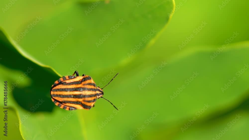 Red And Black Striped Shield Bug in Slow Motion Red And Black Striped Shield Bug in Slow Motion