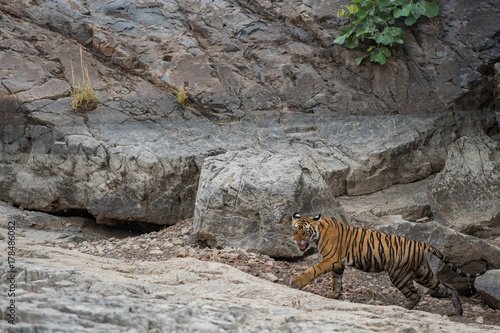 T41 Laila Cub, Ranthambore National Park, India