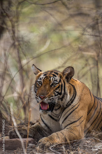 Tigress From Ranthambore National Park, India